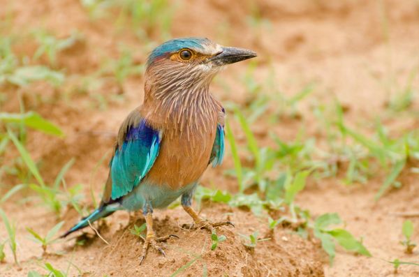 Van Vihar National Park Bhopal