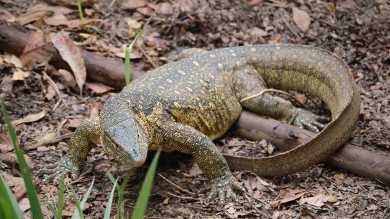 Reptile Village In Entebbe