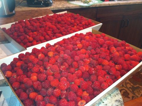 Champaign Berry Farm