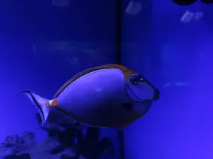 The Oceanarium «Sea Fairy Tale»