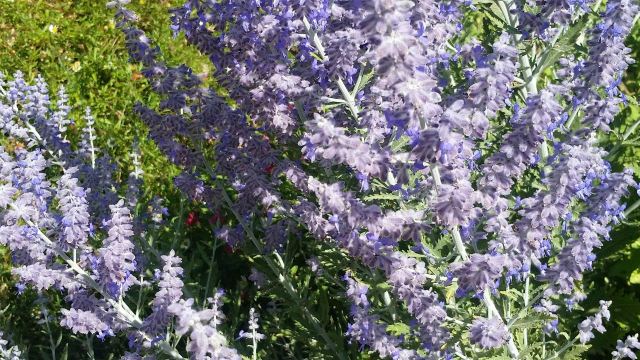 UC Davis Bee Haven