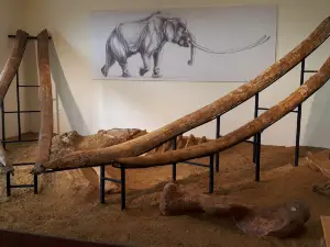 Museum of Natural History - Milia ...