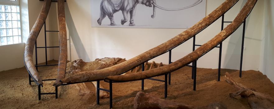 Museum of Natural History - Milia ...