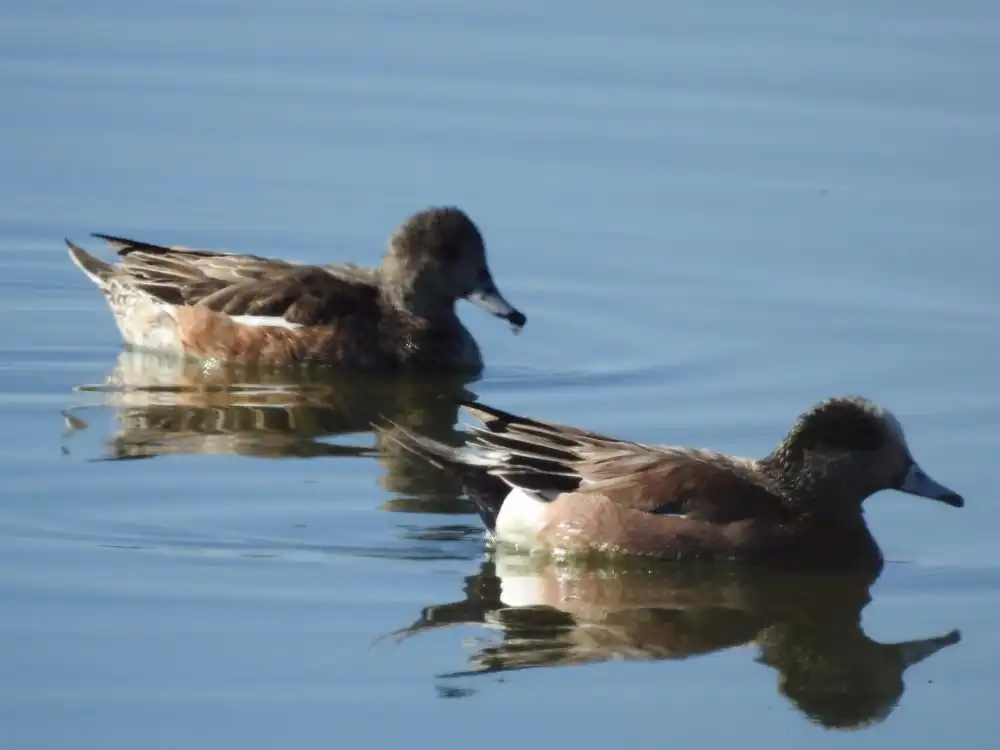 Hotels near Cochise Lake