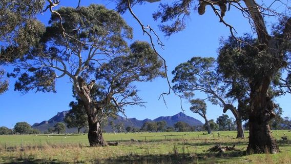 Mount Sturgeon (Wurgarri)