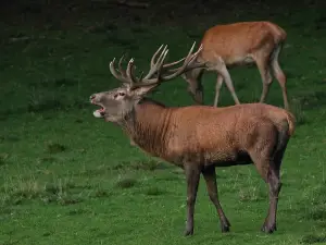 Wildpark Donsbach
