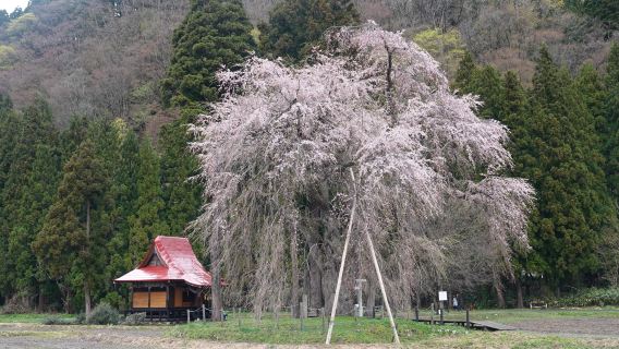 Oshirasama Weeping Cherry tree at Hakusan-jinja Shrine