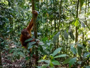 Trekking Orangutan Sumatra