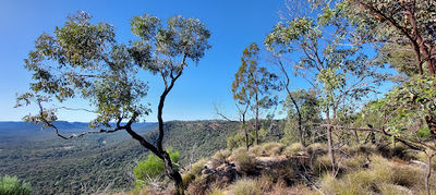 Arcadia Valley Lookout