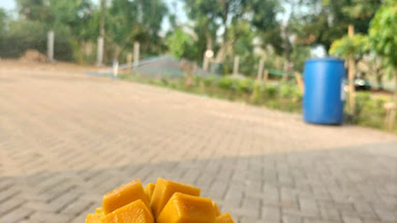 Kebun Tongas