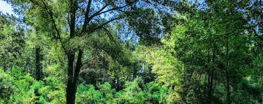 Thousand Trails Oaks at Point South