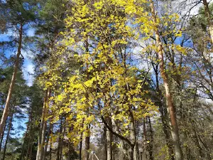 Городской Парк