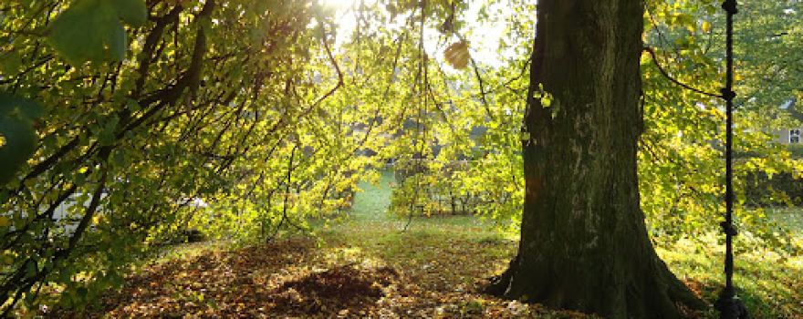 Minicamping Lindehof in Drenthe