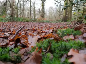 Tyrrel's Wood
