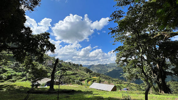 Cụm cây đa cổ Thiên Hương