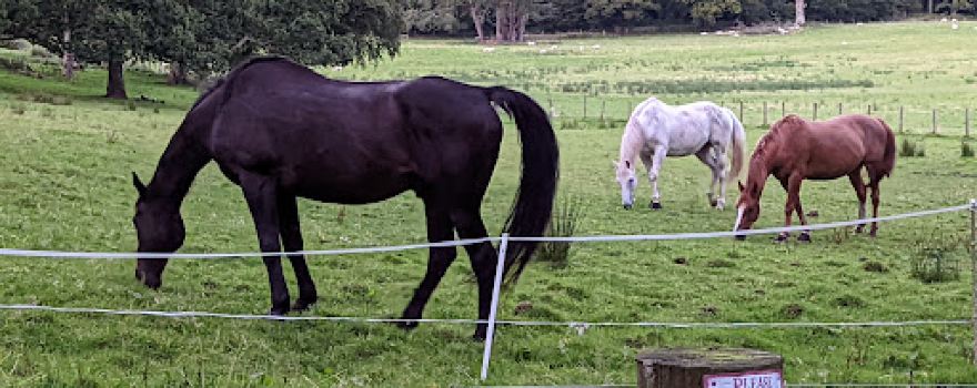 West Coast Alpacas