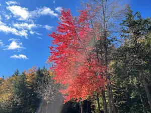 Rest-N-Nest Campground
