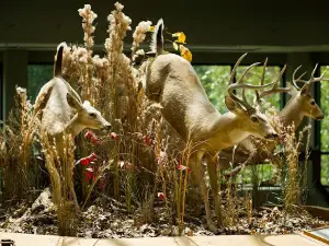 Mississippi Museum of Natural Science