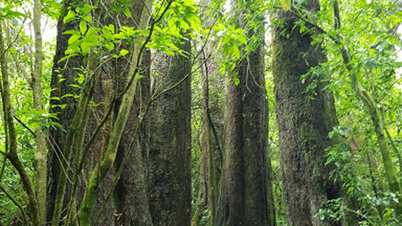 Dennistoun Bush Walk