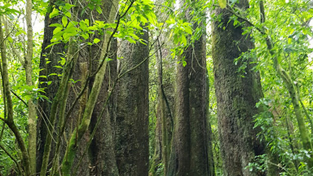 Dennistoun Bush Walk
