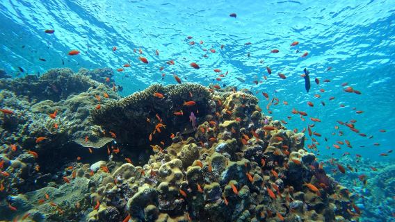 Coral Reef Divers
