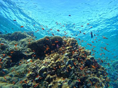 Coral Reef Divers