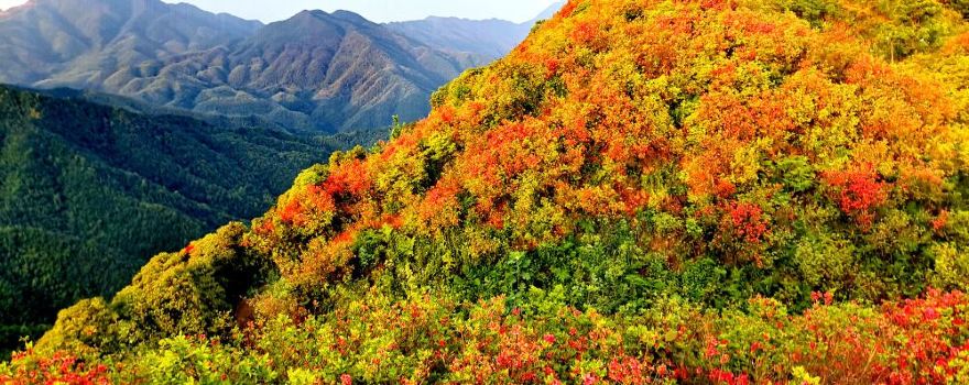 Guanghanzhai Sibamen Azalea Scenic Area