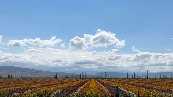 Hutubi County Shitizi Township Tianshan Flower Sea Scenic Area