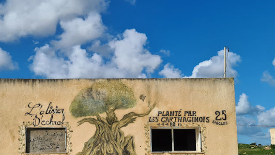 Echraf Millennial Olive Tree