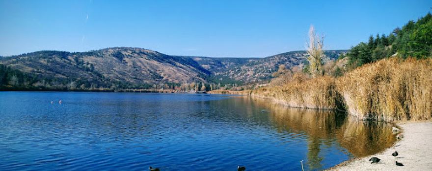 METU Forest