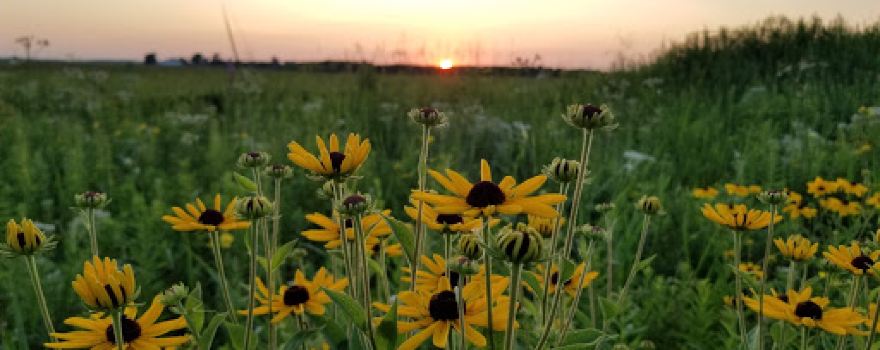 Sauer Prairie Kame Forest Preserve