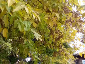 Kolizey