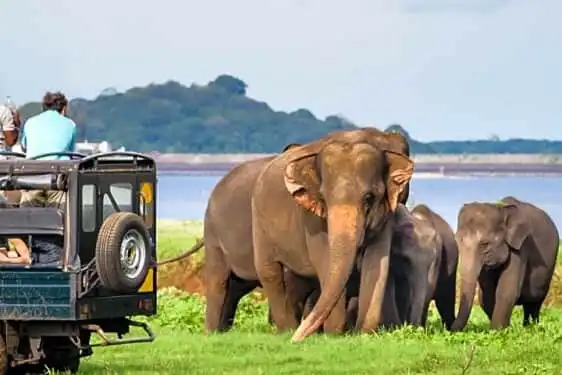 Hotels near Udawalawe National Park