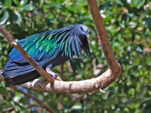 Phoenix Zoo