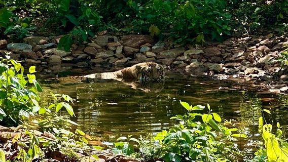 RAJGIR WILDLIFE SAFARI