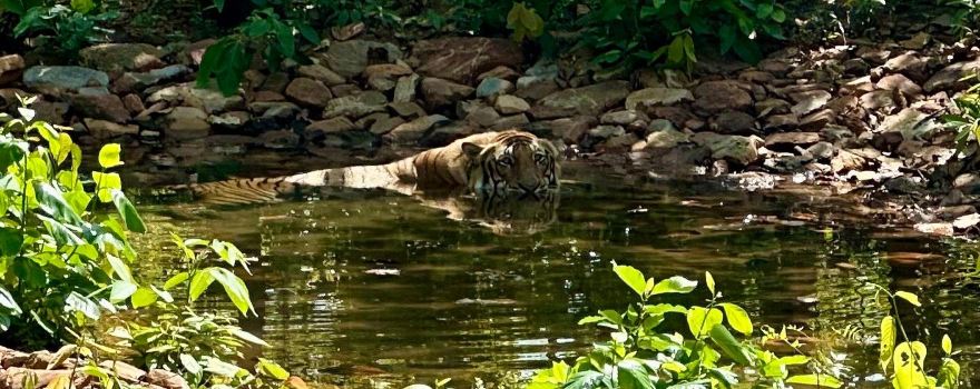 RAJGIR WILDLIFE SAFARI