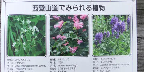 伊吹山
