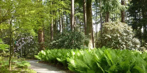 Rhododendron Species Botanical Garden