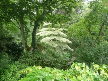 Wid Subtropical Garden