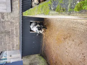 C & J's Animal Park