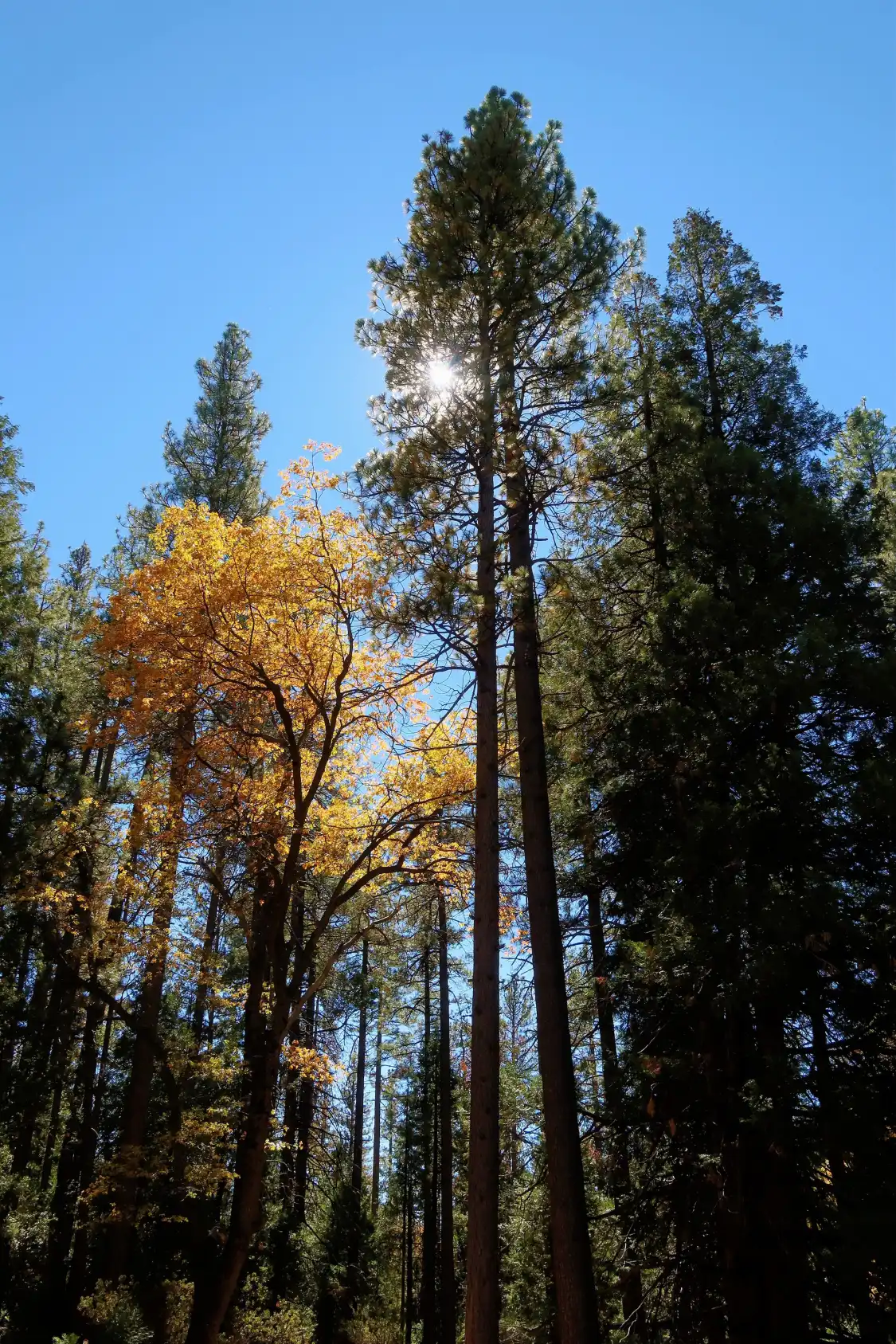 Hotels near Idyllwild Nature Center