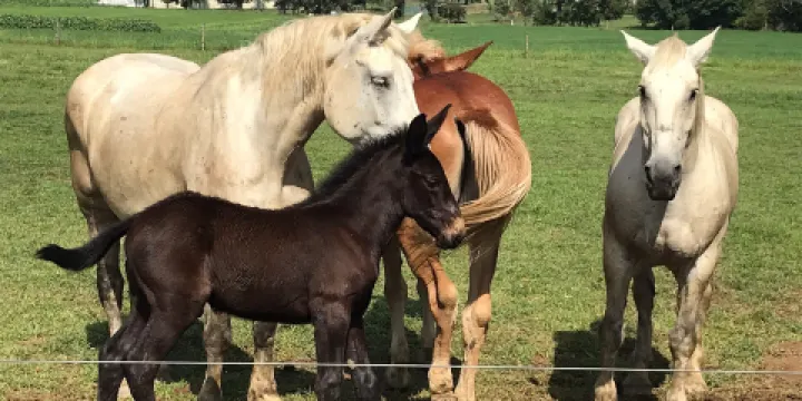 Smucker's Gourd Farm