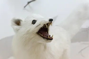 Inta