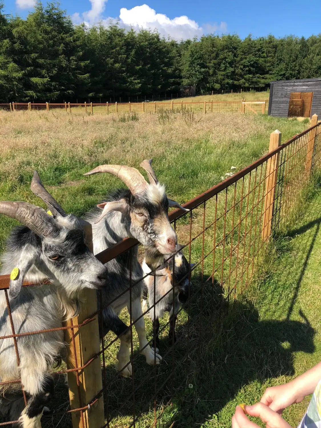 Hotels near Hjortdal Dyrefarm