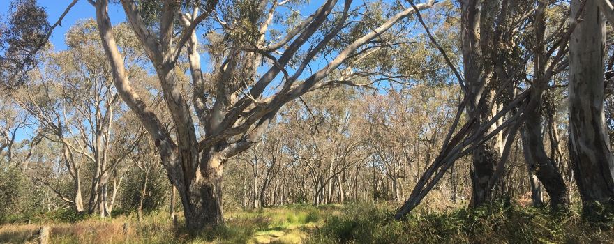 Apsley Bushland Reserve
