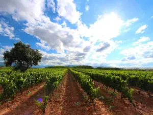 Bodegas Martinez Alesanco