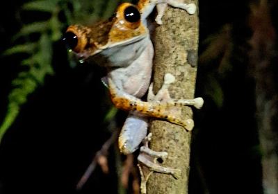 Toamasina