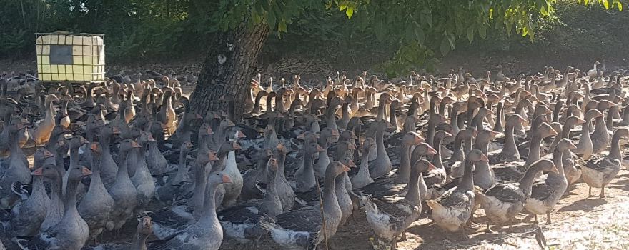 Scea les Oies du Périgord Noir