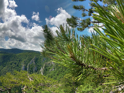 Видиковац Соколарица - Sokolarica Viewpoint