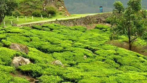 Bindraban Tea Garden